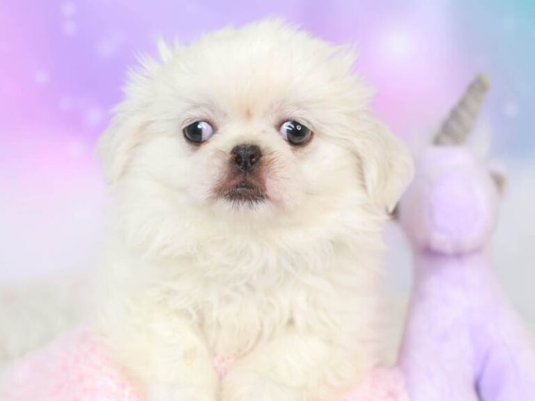 Pekingese