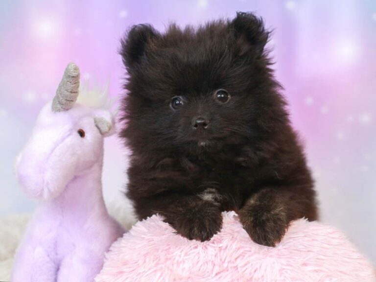 Pomeranian