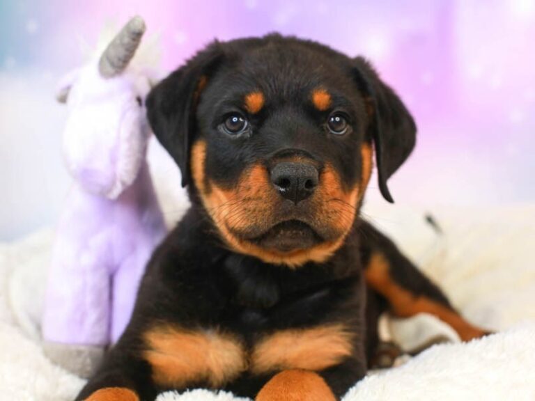 Rottweiler