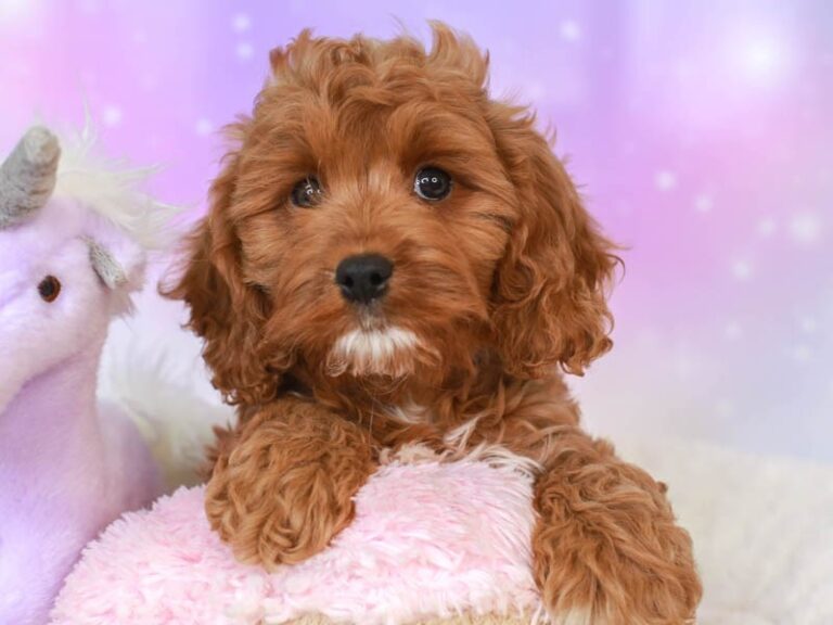 Cavapoo