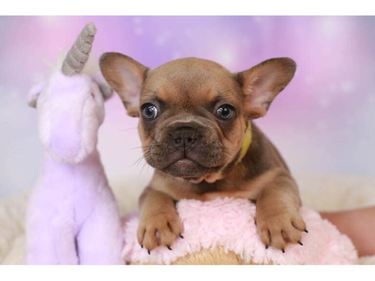 French Bulldog