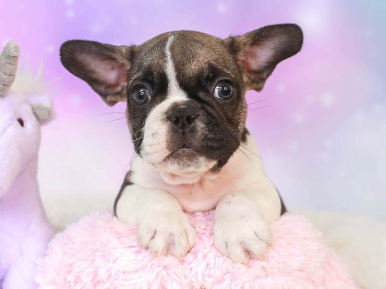 French Bulldog