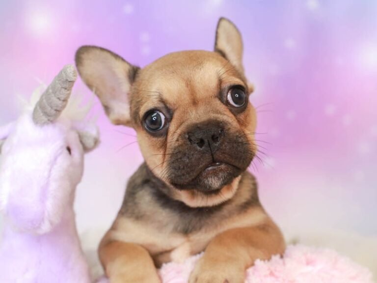 French Bulldog