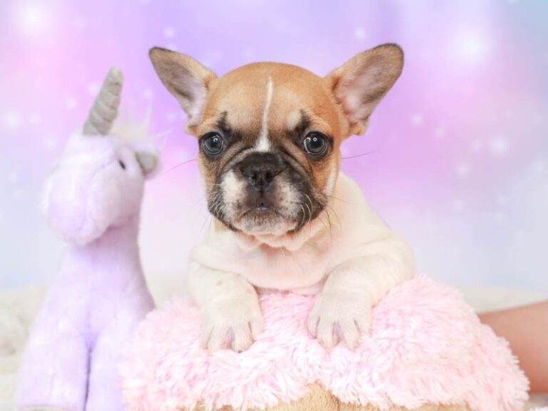 French Bulldog