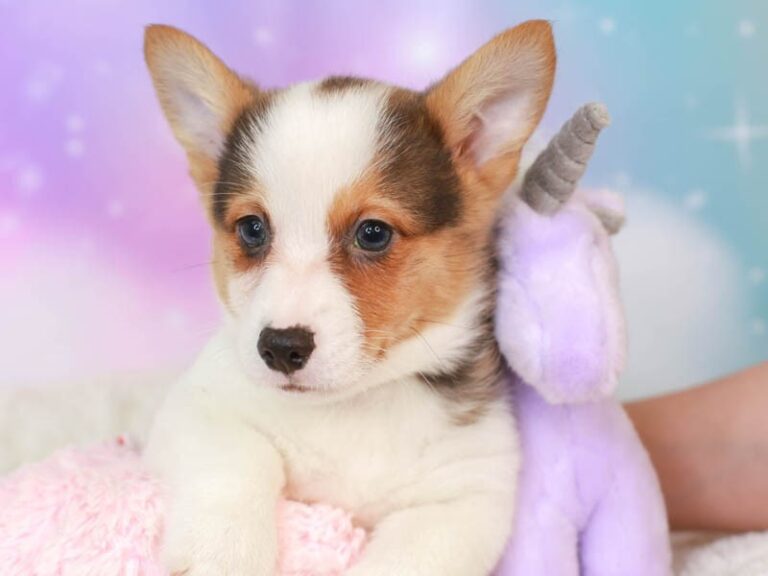 Pembroke Welsh Corgi