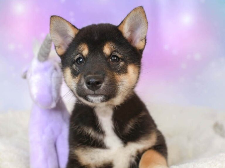 Shiba Inu