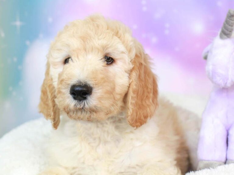 Goldendoodle