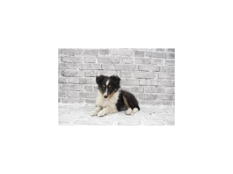 Shetland Sheepdog