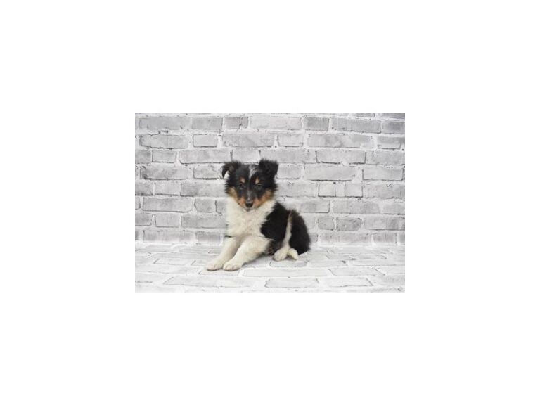 Shetland Sheepdog