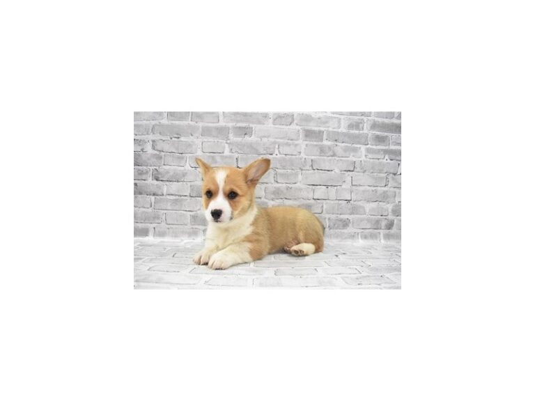 Pembroke Welsh Corgi