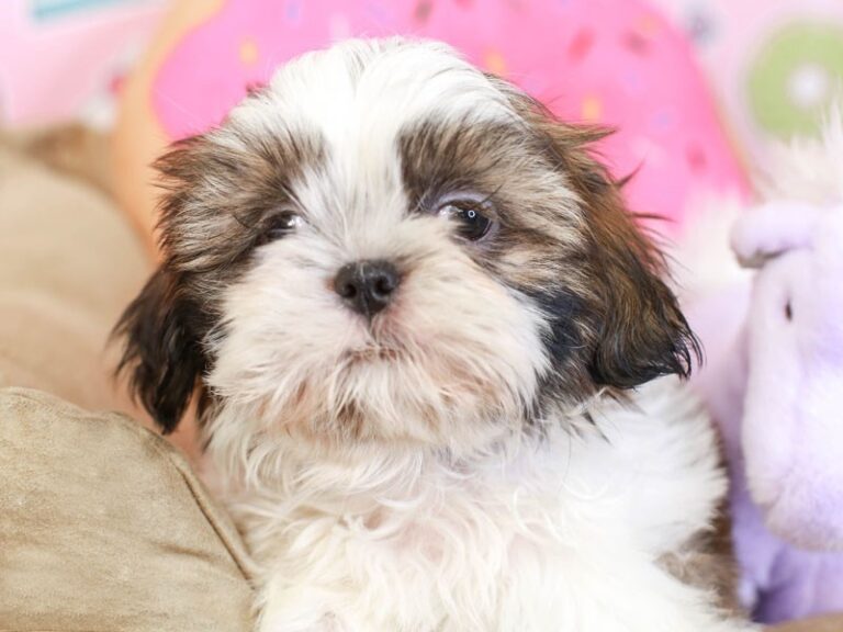 Shih Tzu