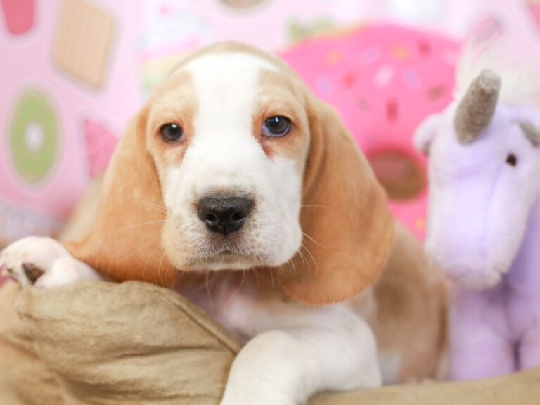 Beagle