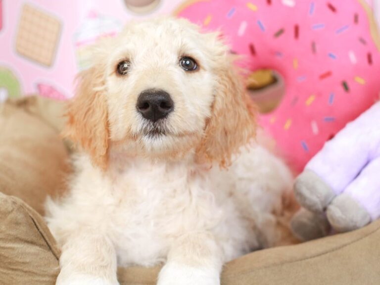 Goldendoodle