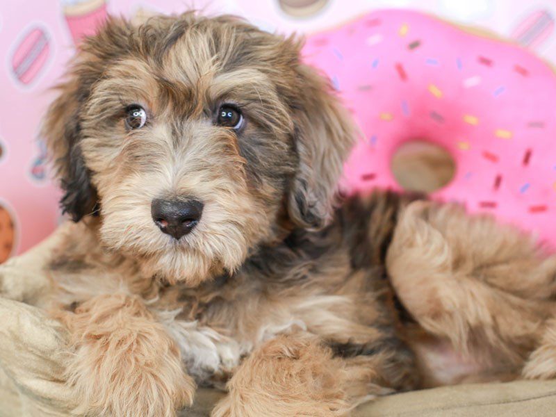 Aussiedoodle-Female--3173840-Animal Kingdom | Puppies N Love