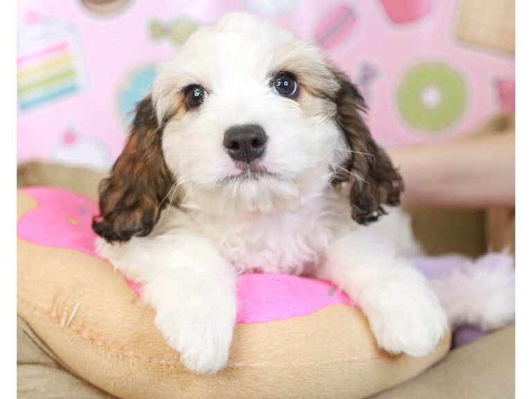 Cavachon
