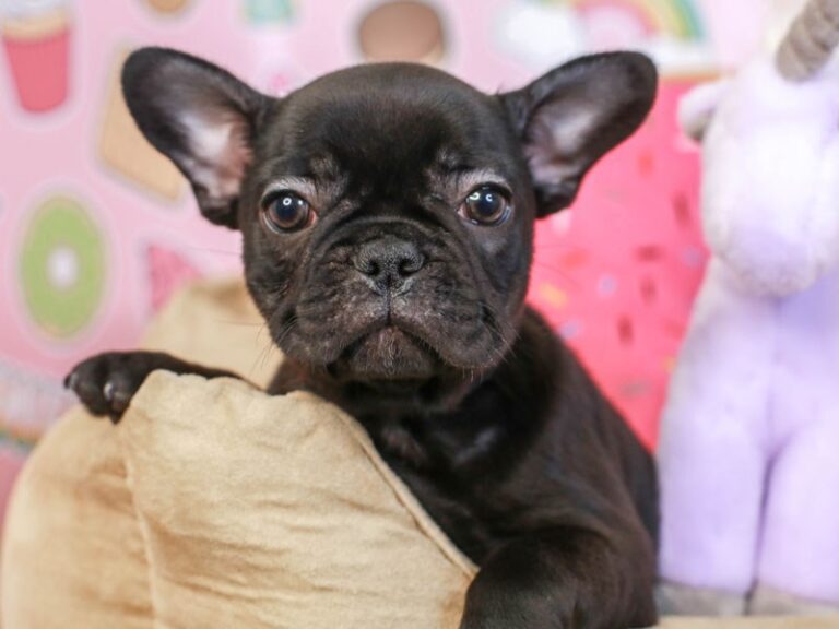 French Bulldog