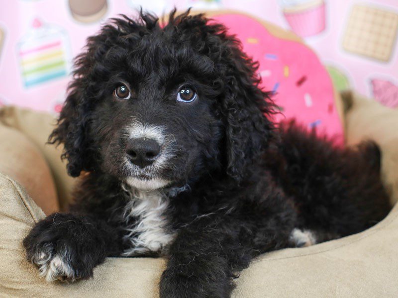 Aussiedoodle-Male-Black-3172843-Animal Kingdom | Puppies N Love