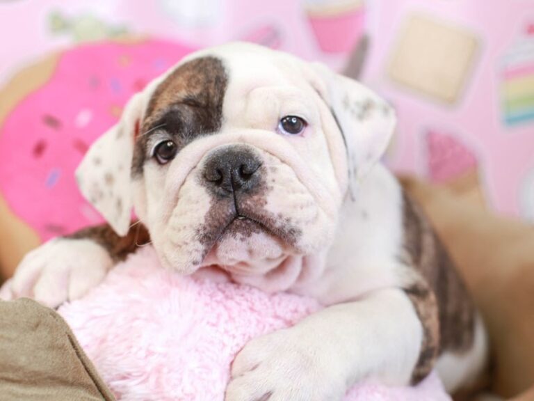 English Bulldog