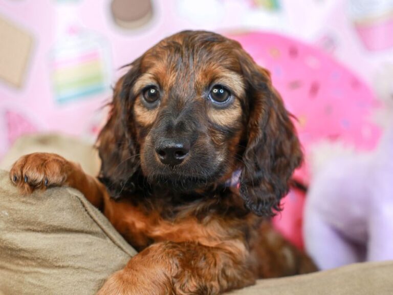 Dachshund