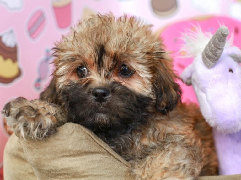 Shih Poo
