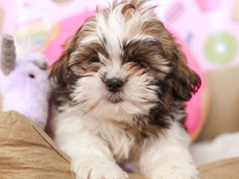 Shih Tzu