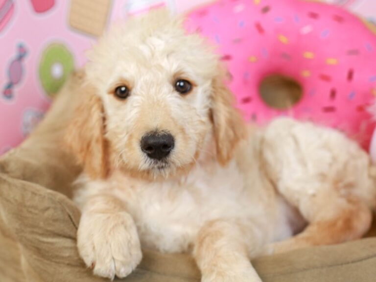 Goldendoodle