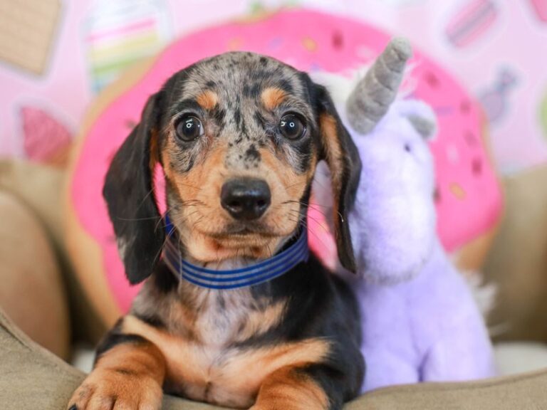 Dachshund