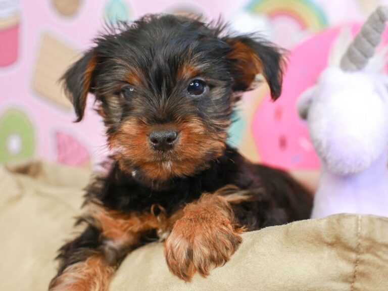 Yorkshire Terrier