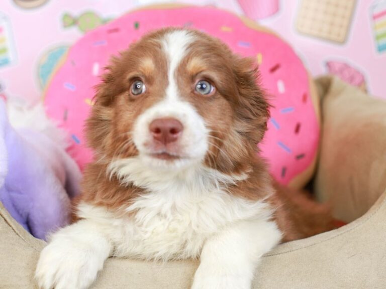 Mini Aussie