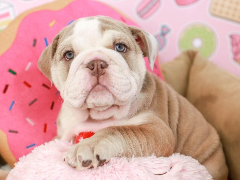 English Bulldog