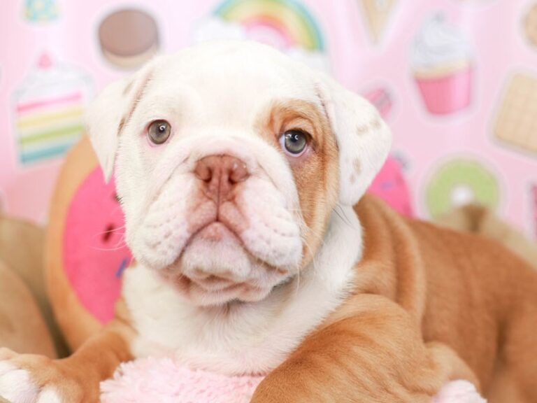 English Bulldog