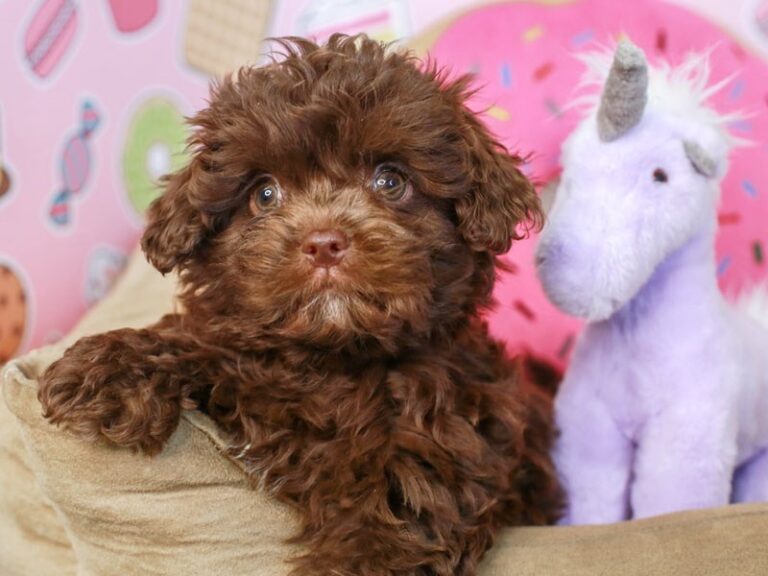 Shih Poo