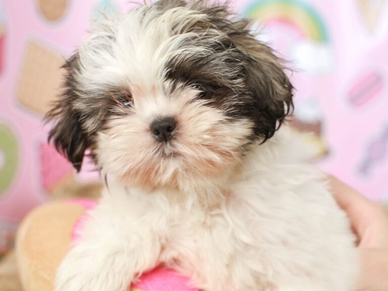 Shih Tzu