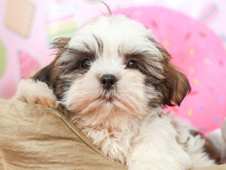 Shih Tzu