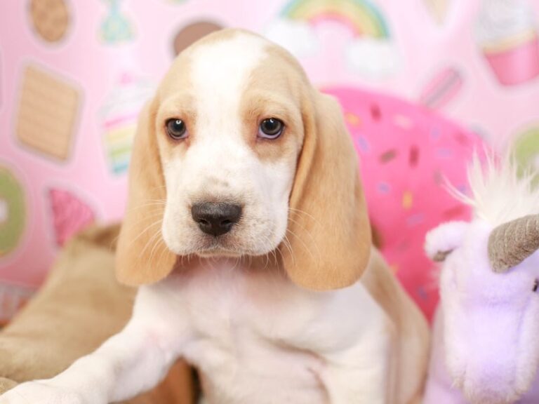 Beagle