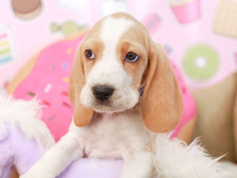 Beagle