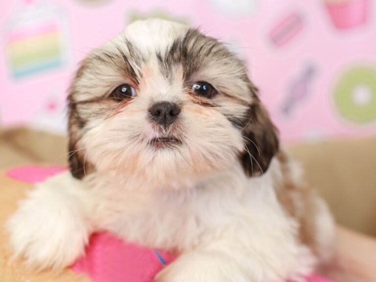 Shih Tzu
