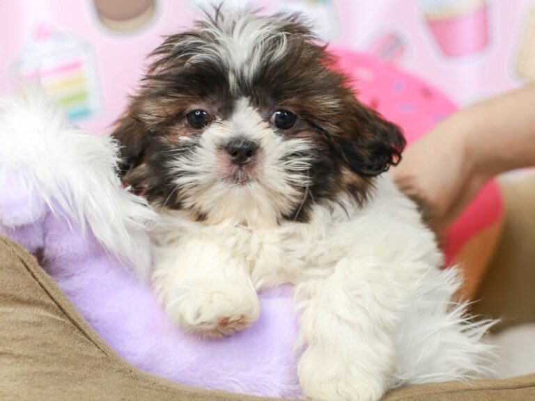 Shih Tzu