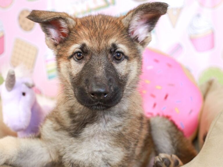 German Shepherd