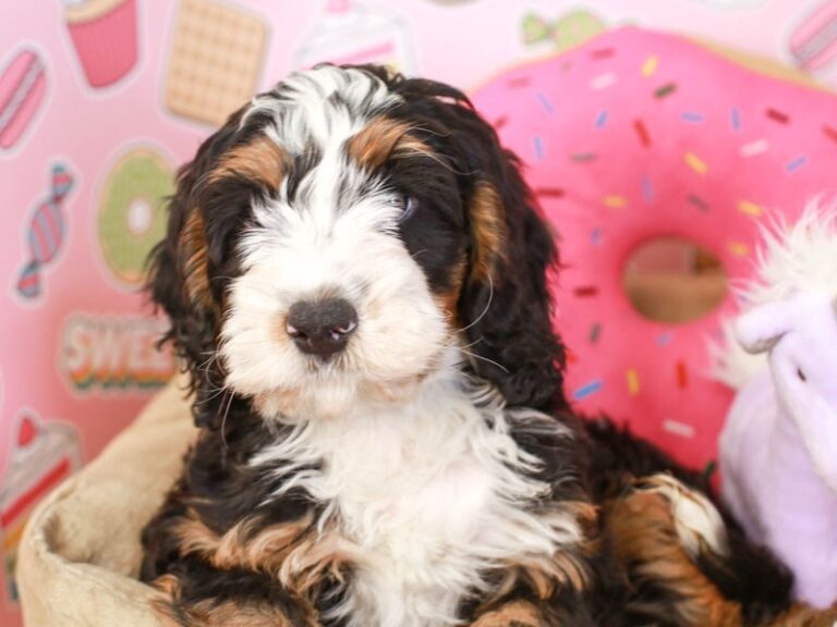 Mini Bernadoodle