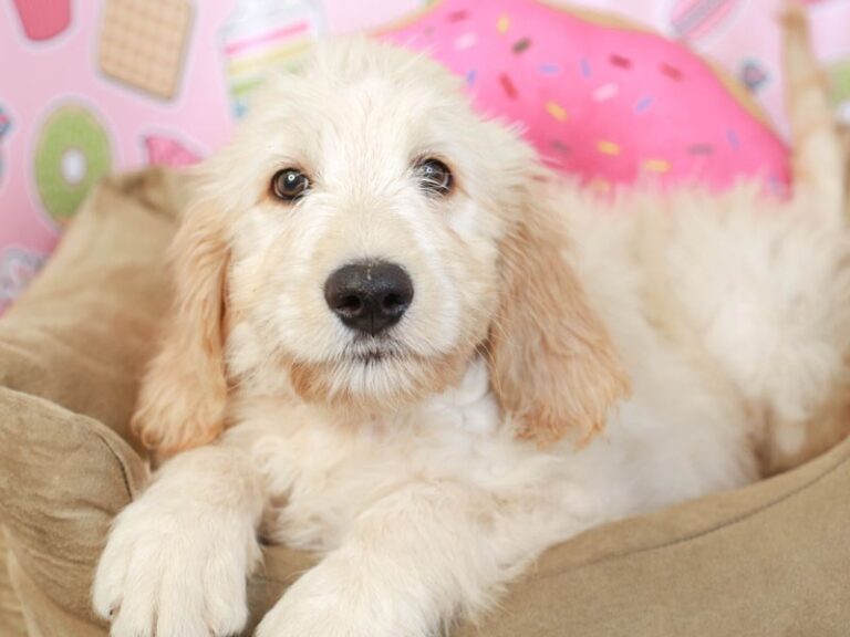 Goldendoodle