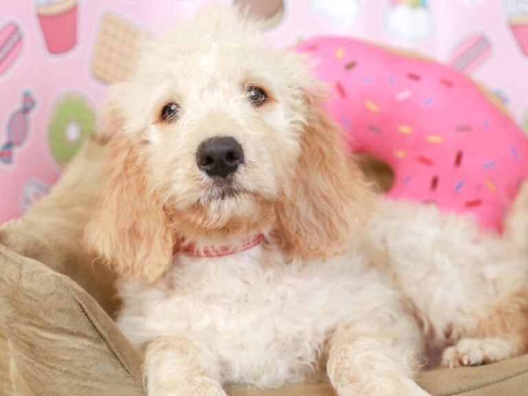 Goldendoodle