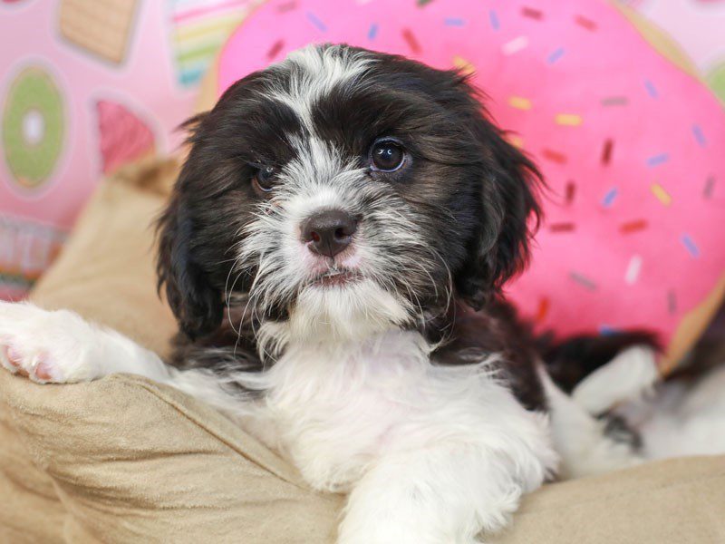 CavaTzu-Male-BLACK/WHITE-3174702-Animal Kingdom | Puppies N Love