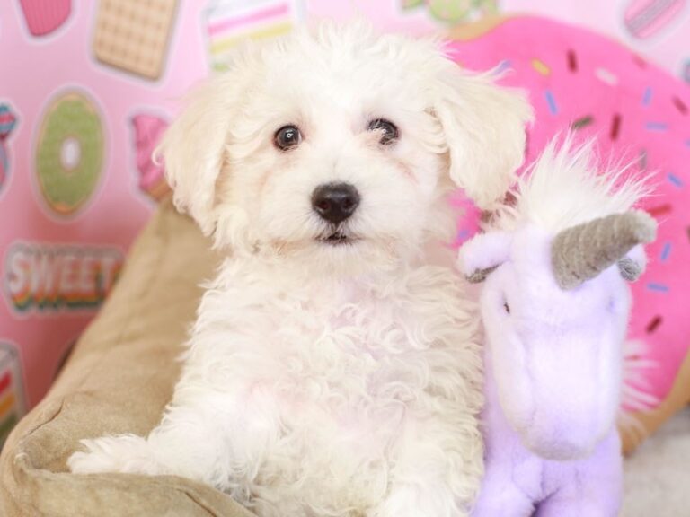Bichon Frise
