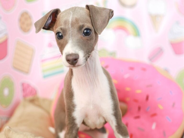 Italian Greyhound