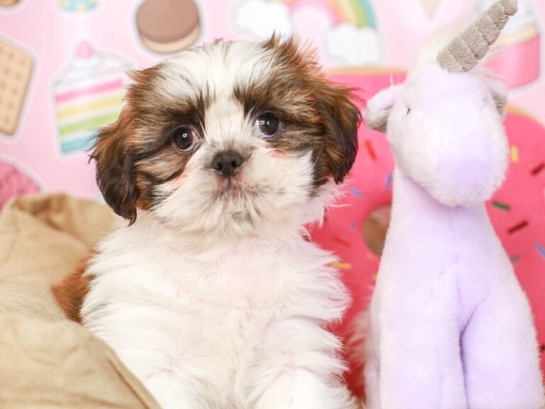 Shih Tzu