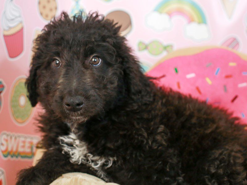 Aussiedoodle-Female-Black-3172845-Animal Kingdom | Puppies N Love