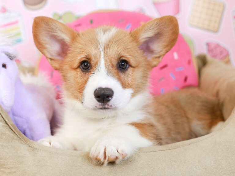 Pembroke Welsh Corgi