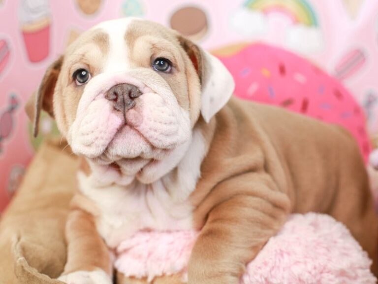 English Bulldog