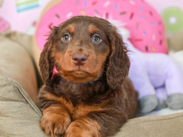 Dachshund